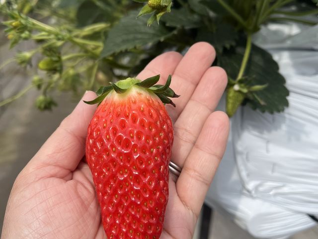 �����Ђ�_�����݂̗��������̉�