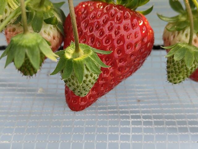 �傫���ĊÂ��C�`�S_���̂ה_��