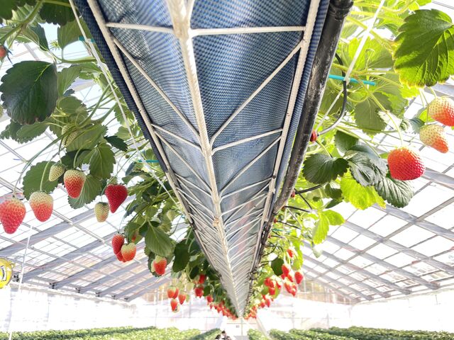 ���邭�����ȃn�E�X�ł��B�傫�Ȃ���������������_goone5