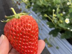 낳̊ЃWFCGC܂t@[ւ̓eʐ^2