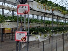 񂮂NewBerry -j[x[-ւ̓eʐ^1