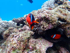 TAÕ}Vbv }[Chւ̓eʐ^1