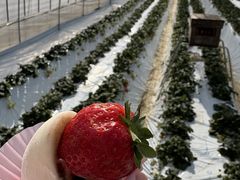 ׂʂMASHIKO@STRAWBERRY@FARMւ̓eʐ^2