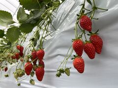 AY���񂳂�̈����x���[�ւ̓��e�ʐ^1