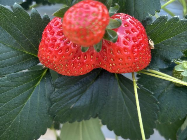 �傫��䕂���������Ȃ��Ă܂����I_�����L�_��