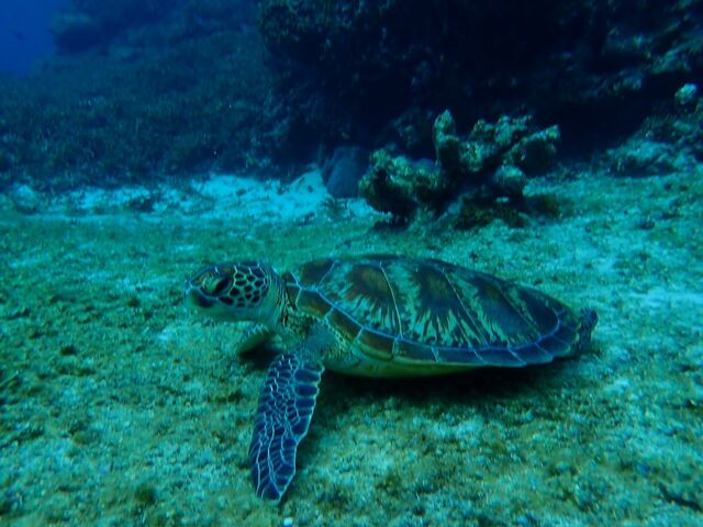 Sea Turtle_imtida宮古島