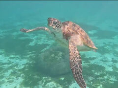 ̃I[X[Vm[P{Óւ̓eʐ^1