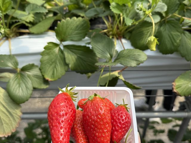 �Â��āA�I�X�X���Ȃ̂ŁA��x�H�ׂĂق����ł�_�r�{�_��