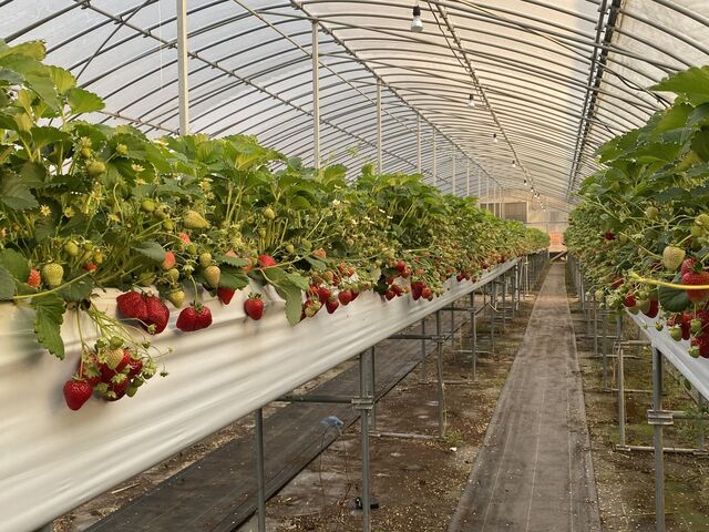 �C�`�S����������I
_�~�m�~�t�@�[��