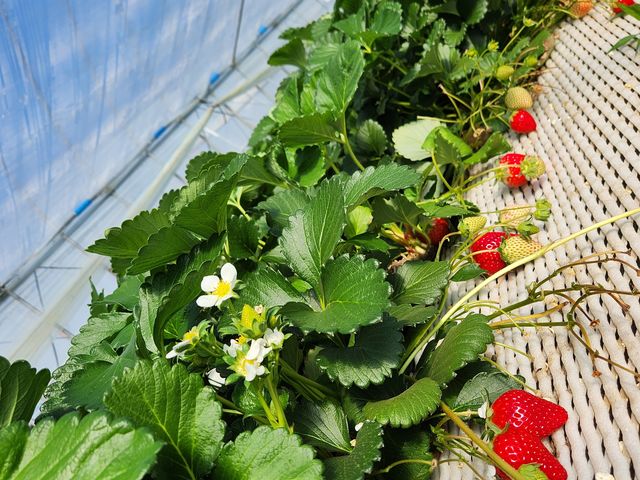 �Â��`�I_ICHIGOHOUSE HITACHINAKA