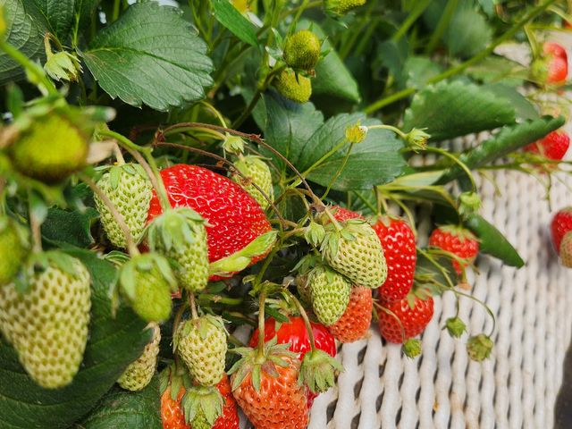 ���������ς��ŁA�ʐ^�B�e(��)_ICHIGOHOUSE HITACHINAKA