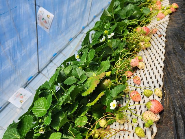 �����������������񂠂�܂����B_ICHIGOHOUSE HITACHINAKA