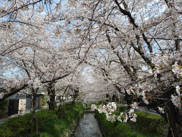 ���J�ł����B_���i�Α`���̍�