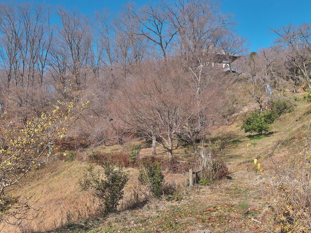 sklfh̖{sӂ邳Ƃ̐X̓eʐ^1