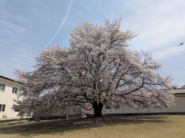 ̖؂Ȃ̖؍̖_mَq܃EFXg@ H꒼X