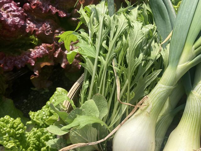 �Ƃꂽ�ĐV�N���_�����쎩�R�̌��t�@�[��