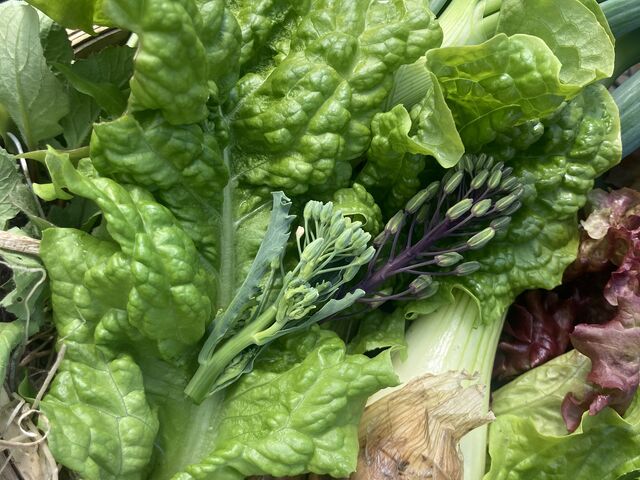 �y�������n�ł��܂���_�����쎩�R�̌��t�@�[��