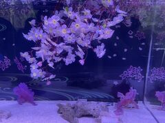 낹̃}NZ ANAp[Niւ̓eʐ^1