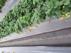 m񂳂̓@Ԃ߂ւ̓eʐ^1