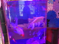 ޗǋ~[WA(NARA KINGYO MUSEUM)̎ʐ^3