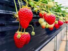 [񂳂̔Mc_ strawberry54ւ̓eʐ^1