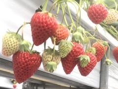 iI񂳂̕όAOXl΂ւ̓eʐ^1