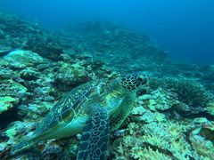 emiSeaChanΊ_ւ̓eʐ^1