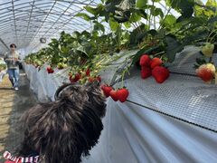 ���R�t�@�[���̎ʐ^1