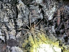 p_̐Ί_ ADVENTURE PiPiւ̓eʐ^1