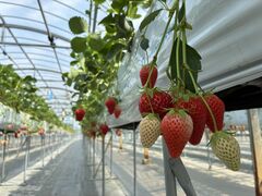 p_܂񂳂̕όAOXl΂ւ̓eʐ^1