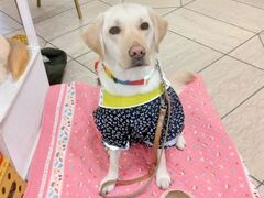 ZXẽj[I[^jCDyւ̓eʐ^1