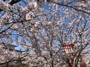 okǔF͔Ȃ̍؂̓eʐ^1