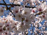 okǔF͔Ȃ̍؂̓eʐ^2