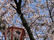 okǔF͔Ȃ̍؂̓eʐ^3