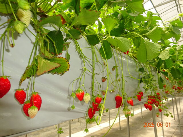 �傫�����̂͂���܂��񂪁A���͏\���ɂ���܂����B_�X�c��������