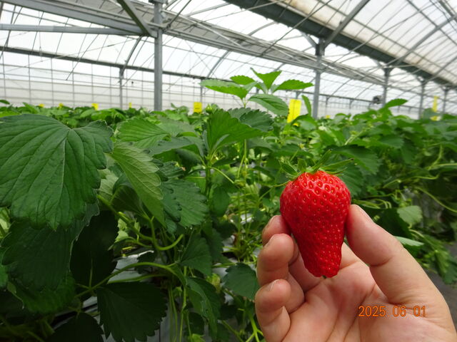 �H�ׂ����ň�Ԃ̑�T�C�Y�ł��B_�X�c��������