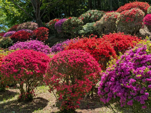 �c�c�W_�ԂƗ��j�̋��@�ւ̕@