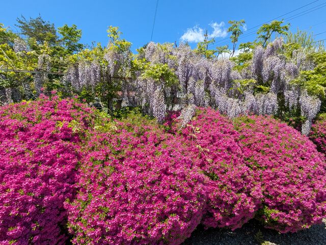 �c�c�W�E�t�W_�ԂƗ��j�̋��@�ւ̕@