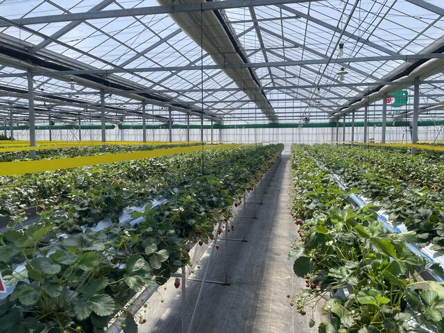 �n�E�X�����Y��ŌC�������S�z�Ȃ�_�P���P���̓m