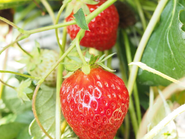 �Ԃ�������_�r�{�_��