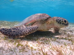 ÂOKIDOKI}cA[{Óւ̓eʐ^1