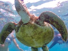 OKIDOKI}cA[{Óւ̓eʐ^1