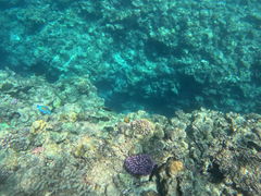 肳̃_CrOVbvTI.OCEANւ̓eʐ^1