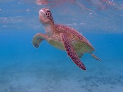 ~TOKIDOKI}cA[{Óւ̓eʐ^1