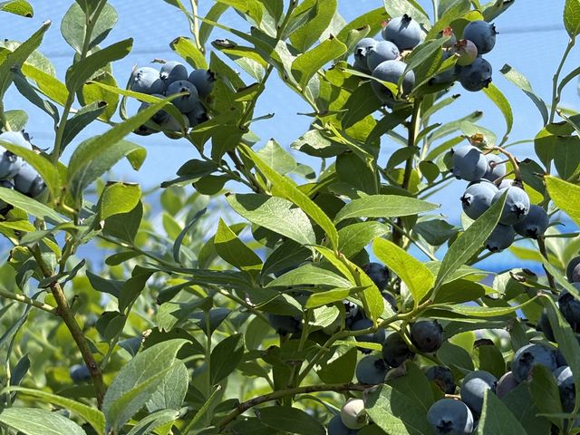 �傫�Ȏ�����R�Ȃ��Ă��܂����B_AWA Blueberry�t�@�[��