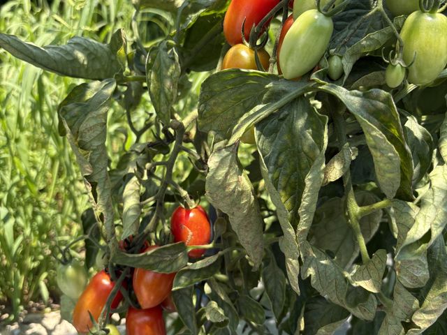 ���̂܂ܐH�ׂ܂����B�V�N�Ŕ������������ł��B_AWA Blueberry�t�@�[��