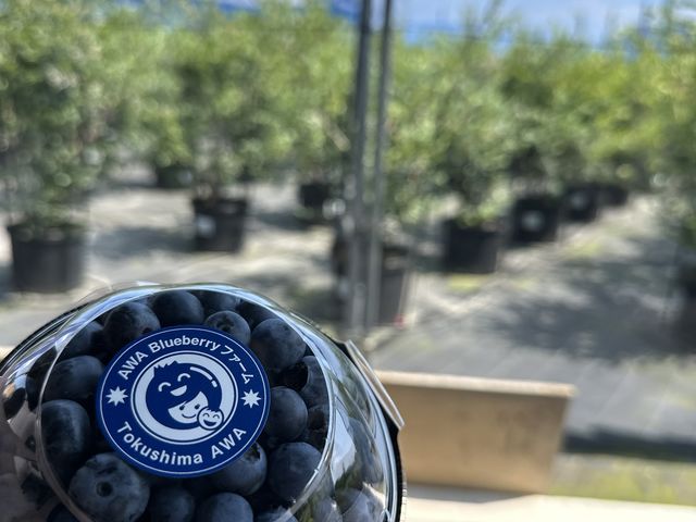 �M�`�M�`�ɋl�߂ɋl�߂܂������u���[�x���[_AWA Blueberry�t�@�[��