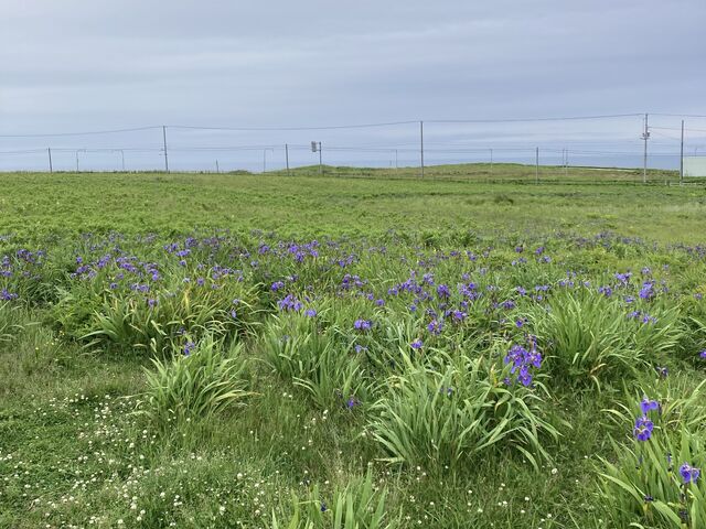 �q�I�E�M�A�����������肪�߂��Ă邪�A�܂��܂�����_�k�������ԉ�