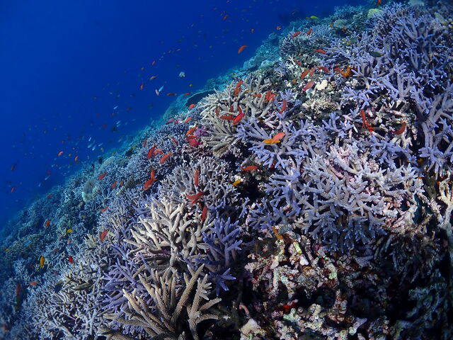 �X��_Onebreath Irabu