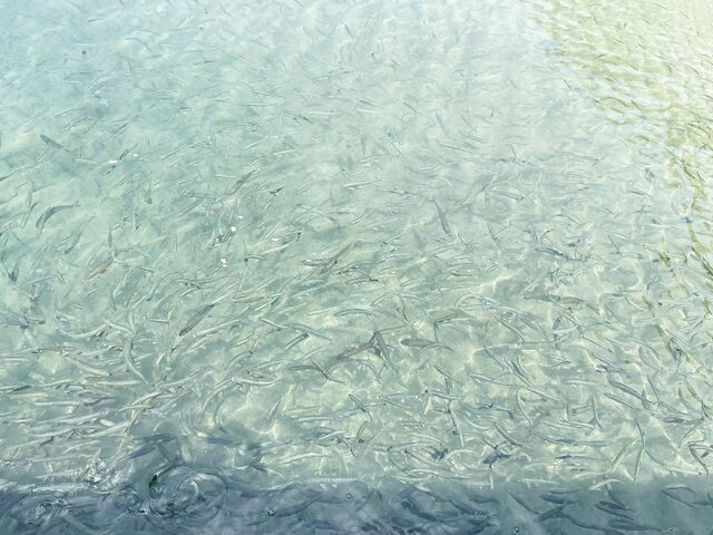 �E�O�C��������I�a�����Ηǂ�����_�c��ΗV���D